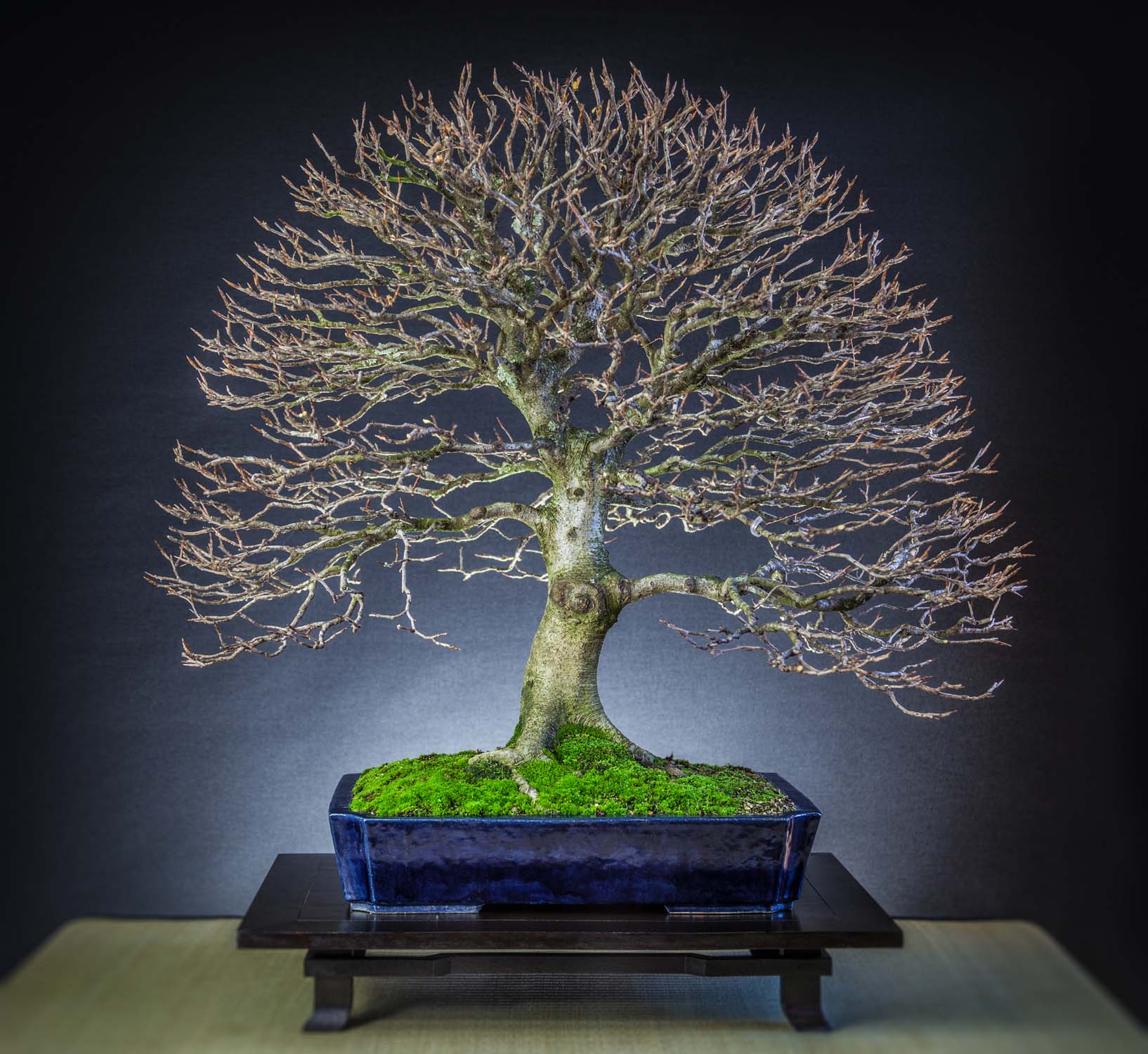 drachenbaum. Drachenbaum kaufen - Dracaena Janet Lind Zimmerpflanze Ø:27 H:140 cm